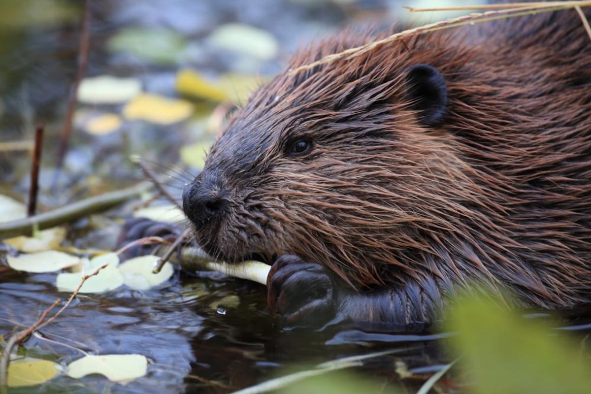 Where does vanilla flavouring come from? Beaver castoreum explained - and  why it's used in cakes and icing | Edinburgh News
