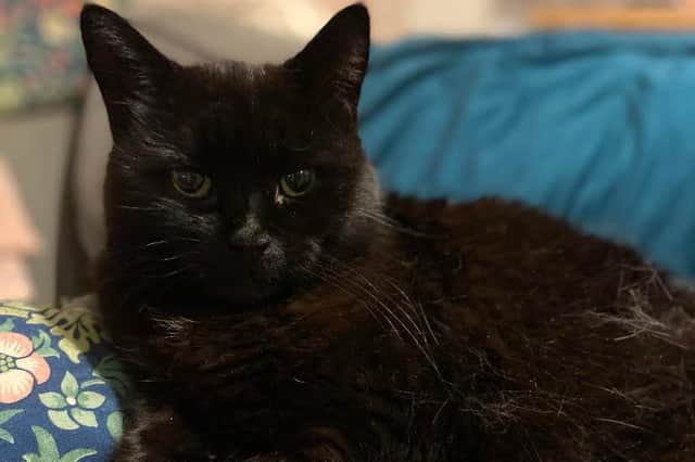 Hayley Matthews' cat Maxi had not gone out at night in 11 years until recently