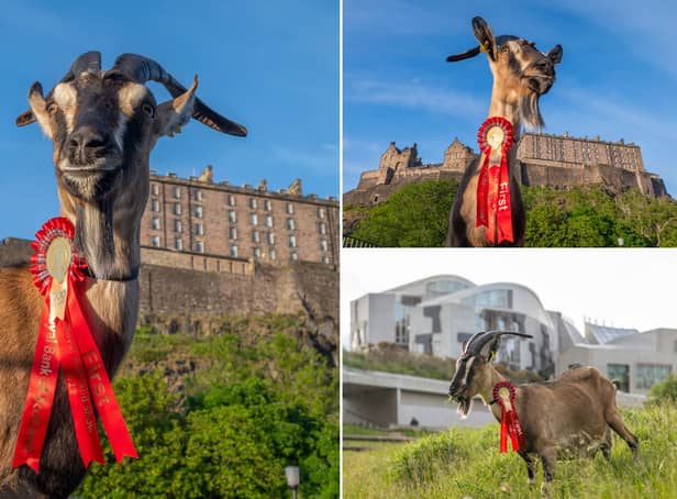 You've got to be kidding! Polo the goat checks out the Edinburgh tourist trail to celebrate the return of the Royal Highland Show
