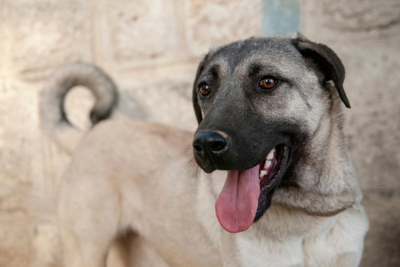 Only recently recognised by the UK Kennel Club as a distinct breed, the Turkish Kangal Dog are expert guard dogs and range from 25-31 inches in height.