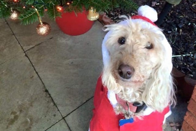 Vix Brydon shared her dog Bailey dressed up as Santa.