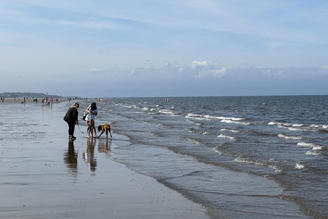 People and their pups were seen paddling in the sea at Portobello as they tried to cool off during their day at the beach.