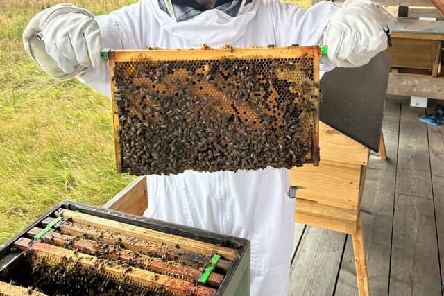 Over the last year, the hives have thrived