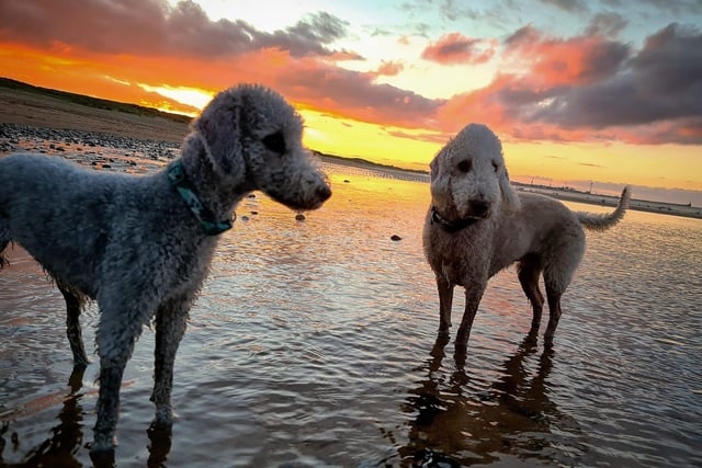 Stark and Tully the Bedlington Terriers at Seaton Sluice.