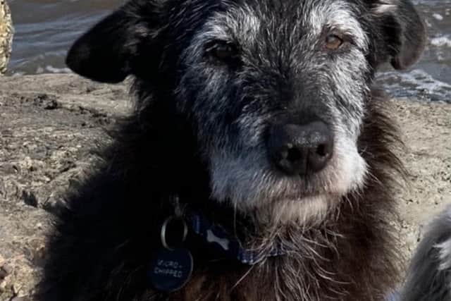 Murphy, a 12-year-old crossbreed, required emergency surgery due to a ruptured spleen.