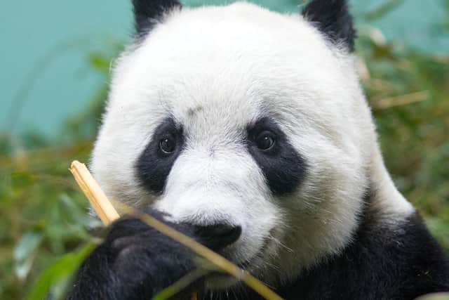 Edinburgh Zoo bosses want Tian Tian to stay in Scotland