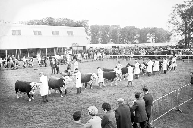 Cattle are lined up for judging  in one of the show rings at the Royal Highland Show at Ingliston in the Sixties.