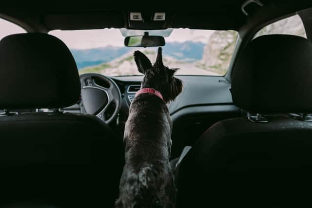 Even leaving your dog in the car for a few minutes can be harmful.