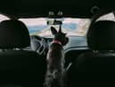Even leaving your dog in the car for a few minutes can be harmful.