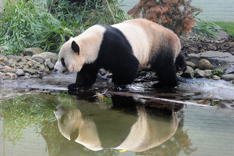 Yang Guang, the male panda, takes a stroll by the pond in his enclosure at Edinburgh Zoo