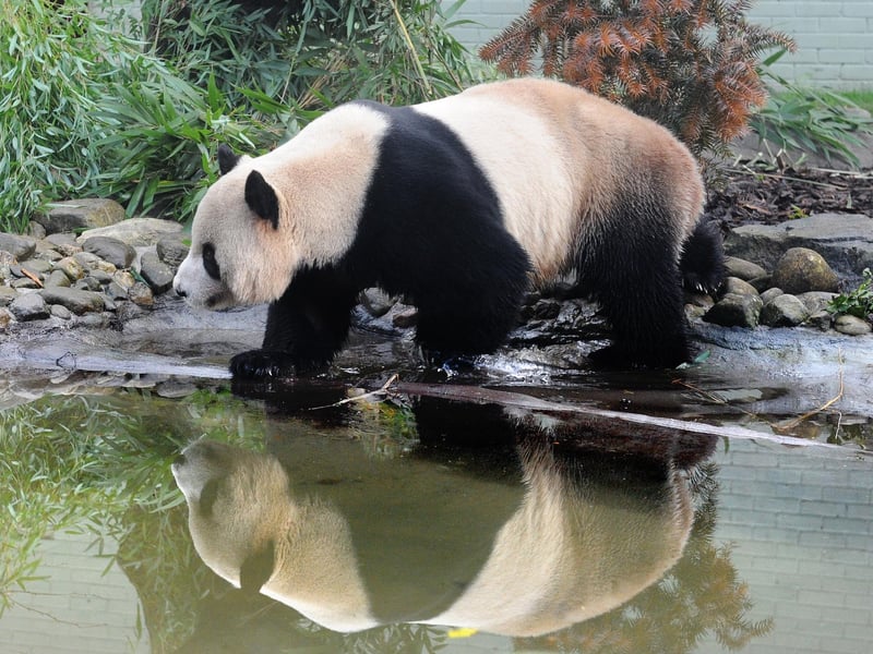 Yang Guang, the male panda, takes a stroll by the pond in his enclosure at Edinburgh Zoo
