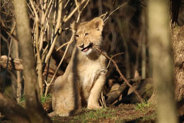 Adorable video shows Edinburgh Zoo's 6-month-old lion cubs playing and frolicking outdoors