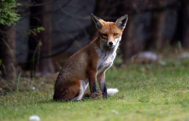 Hounds ripped apart an exhausted fox is not sport (Picture: Owen Humphreys/PA)