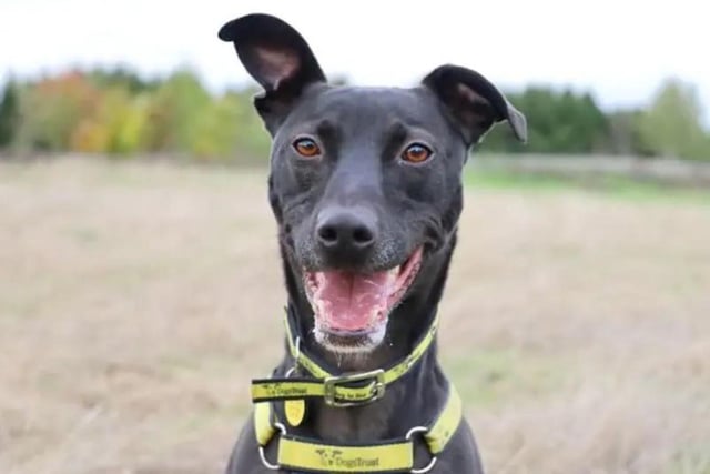 Four-year-old Larry loves life and is friendly with everyone he meets. He's looking for an active family who will enjoy lots of fun training and plenty of snuggles. He’ll need a secure garden to play off lead and he’ll be fine with kids over 14 who will enjoy having an active and loving dog around. Larry is not comfortable being near other dogs and prefers to walk in quieter places. He’ll need to be the only pet in his home as he likes to be the centre of attention. If you are a lover of smart, active and affectionate Lurchers then Larry will definitely steal your heart.