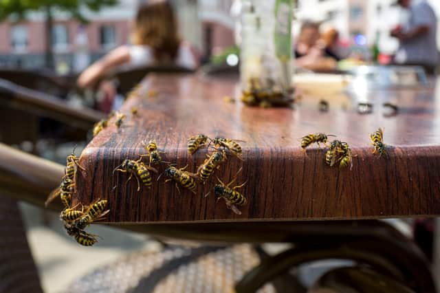 Every year, wasps become a nuisance in public spaces and outdoor areas such as beer gardens and play areas – which get busier in warmer weather.