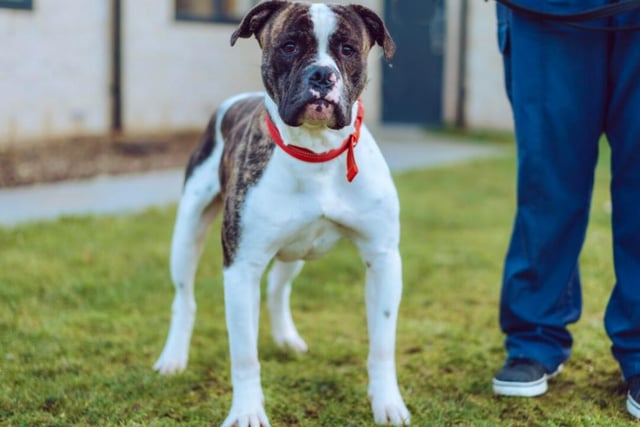 Another dog who's not led the happiest of lives, two year old American Bulldog Bentley may seem reserved at first, but he'll warm up to you in time. He loves going for walks, but could use a bit of training, too.