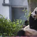 Yaung Guang munches on bamboo at Edinburgh Zoo (Picture: Lisa Ferguson)