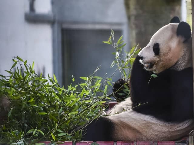 Yaung Guang munches on bamboo at Edinburgh Zoo (Picture: Lisa Ferguson)