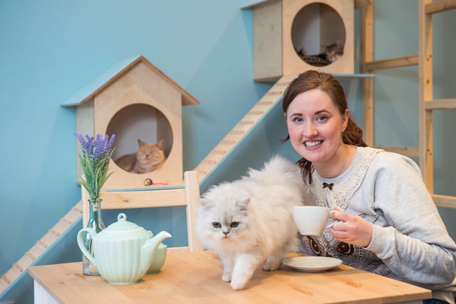 Edinburgh has its very own Cat Cafe, where you can make new furry friends while enjoying a coffee and cake. Maison De Moggy in Stockbridge has 12 cute cats that visitors can stroke and play with.
