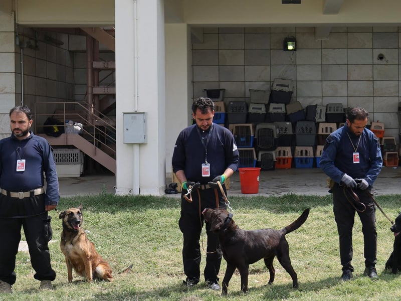 Dogs getting ready for their exercise