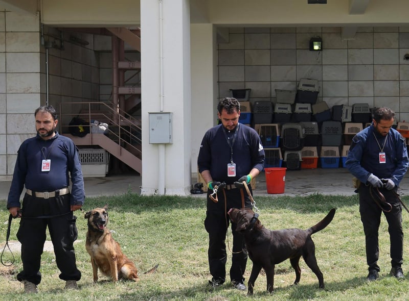 Dogs getting ready for their exercise