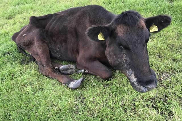 The cow was left in agony with no vet care