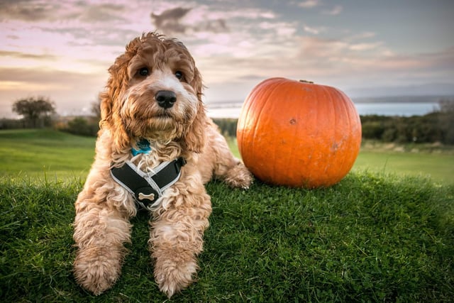 You don't need to dress your dog in a costume to get a hint of Hallowe'en