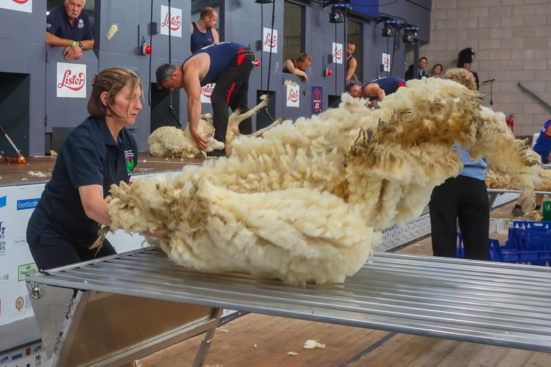 Audrey Aitken takes part in the final of the wool handling competition at the Royal Highland Show.
