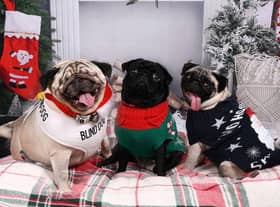 These are the cutest pets dressed up for Christmas submitted by Edinburgh Evening News readers.