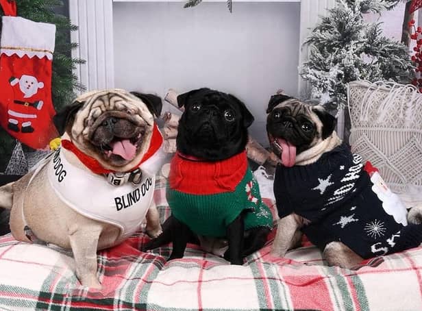 These are the cutest pets dressed up for Christmas submitted by Edinburgh Evening News readers.