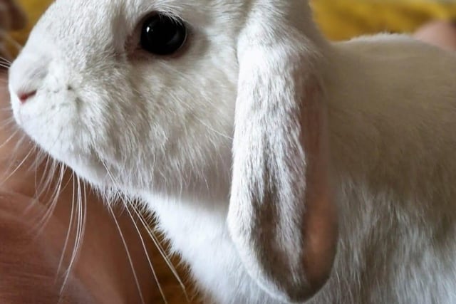 Ilona Kowalska shared this photo of her rabbit Tilly.