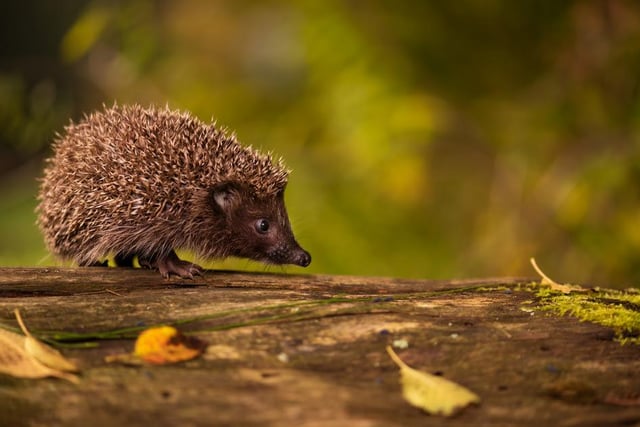 A curious hedgehog looks ahead to take in its surroundings, captured by Lucia Blaskova in Slovakia