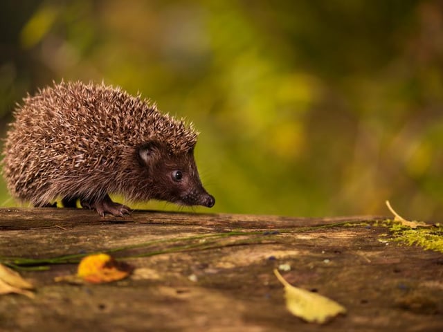 A curious hedgehog looks ahead to take in its surroundings, captured by Lucia Blaskova in Slovakia