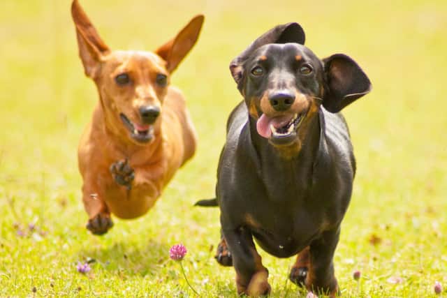 Sausage Dogs, and their owners, from all over Edinburgh will be racing to take part in the Dachshund Cafe.