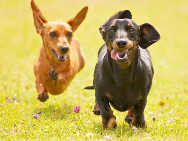 Sausage Dogs, and their owners, from all over Edinburgh will be racing to take part in the Dachshund Cafe.