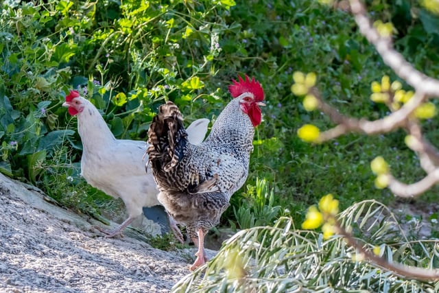 Apparently a lot of us are keen on fresh eggs, with 1.4 per cent of households having pet chickens and other domestic fowl in the UK.