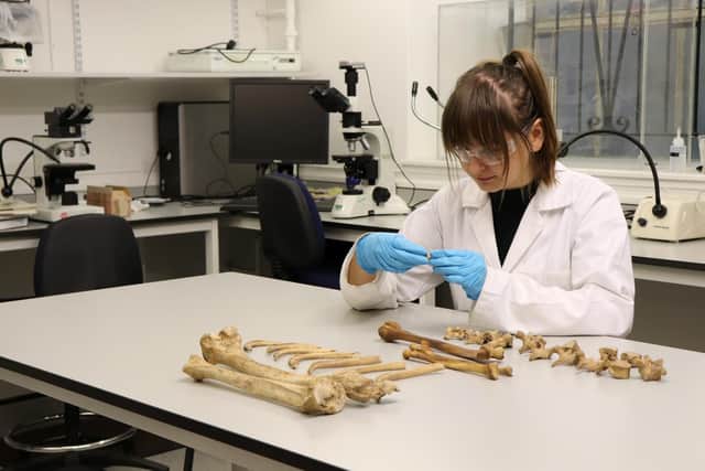 Dr Orsolya Czére examining bones ahead of isotope analysis. Isotope analysis of ‘bodies in the bog’ found at Cramond reveals several crossed a politically divided Scotland, meeting their end hundreds of miles from their place of birth. (Photo credit: University of Aberdeen/SWNS)
