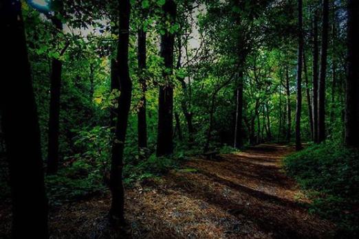 It's a wonderful time of year for woodland strolls. From @atmospheric_images