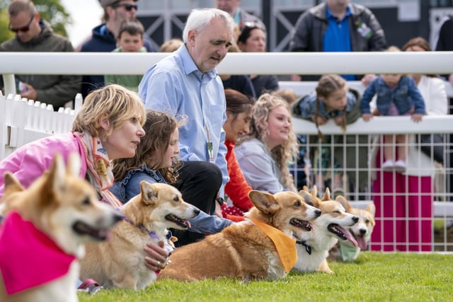 The dogs at the start line before taking part in the first ever Corgi Derby to mark 70 years of The Queen's reign, at Musselburgh Racecourse, on day four of the Platinum Jubilee celebrations.