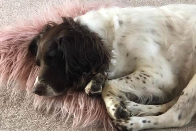 The liver and brown springer spaniel called Remy, has blown the cruciate ligament in her right hind leg.