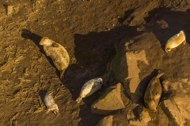 Seals on Craigleith Island.