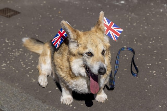 A corgi dog wears Union Jack flags as residents of Netherby Drive in Trinity celebrate the Platinum Jubilee. (Photo by Robert Perry/Getty Images)