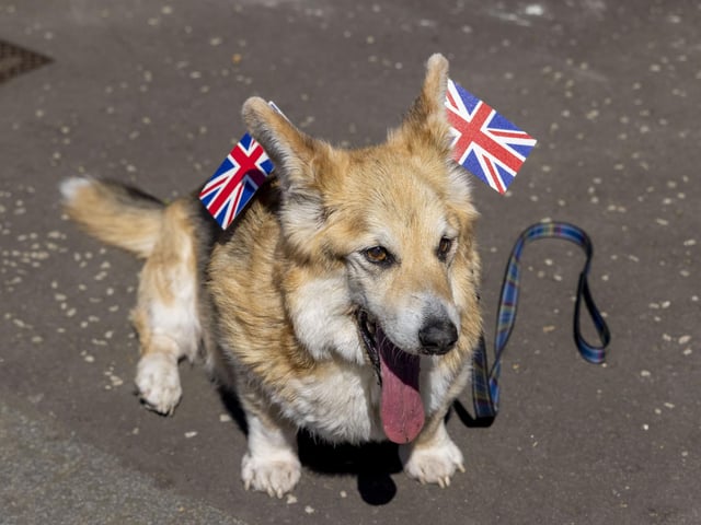 A corgi dog wears Union Jack flags as residents of Netherby Drive in Trinity celebrate the Platinum Jubilee. (Photo by Robert Perry/Getty Images)