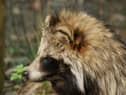 The raccoon dog could threaten biodiversity in the UK (Photo: RenisBastelChaOase, Pixabay).