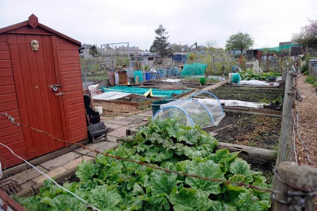 Demand for allotments has grown since the start of the pandemic.   Picture: Greg Macvean.