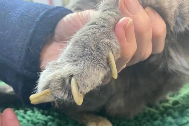 The damage to the cat's paws (Pic: Scottish SPCA)
