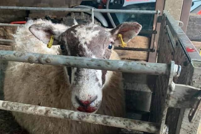 The injured ewe had to be euthanized on Monday.