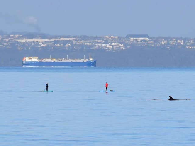 Paddleboarders off Joppa get a close look at the sei whale on Sunday morning.  Picture: Ken Thomas.