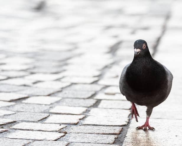 Pigeons, despite their reputation for being bird-brained, are smart when it comes to food