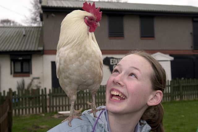 Claire Sturton from Dunfermline with Milky, a 3 year old cockerel belonging to Gorgie City Farm. This photo was taken on April 13, 2001. Gorgie City Farm has conditionally opened to the public after Foot and Mouth Disease  forced a long closure.